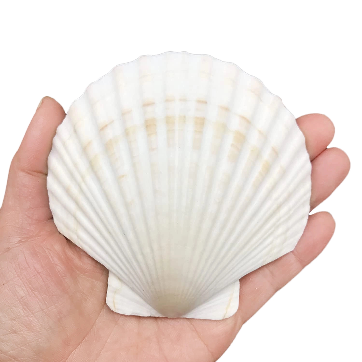 Natural Scallop Shells DIY Crafts Home Decor